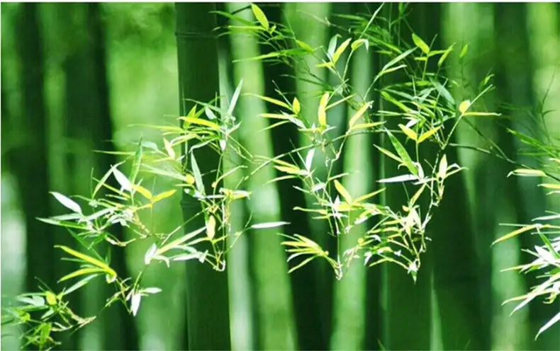 Handcrafted Chinese Bamboo Pendant Lamp